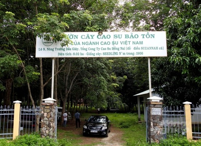 VƯỜN CAO SU TRĂM TUỔI CỦA NGƯỜI PHÁP CÒN SÓT LẠI Ở VIỆT NAM