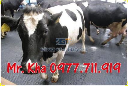 CAO SU LÓT SÀN CHO BÒ | CAO SU TẤM