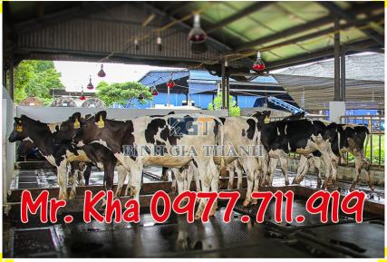 CAO SU LÓT SÀN CHO BÒ | CAO SU TẤM