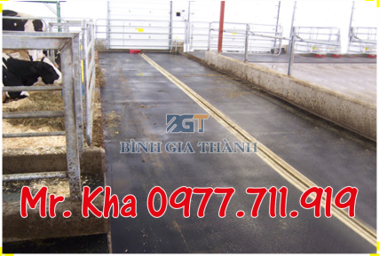 CAO SU LÓT SÀN CHO BÒ | CAO SU TẤM