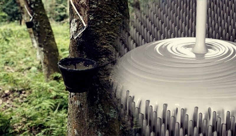 CAO SU THIÊN NHIÊN