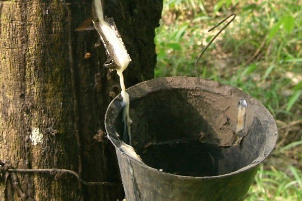 KIẾN THỨC CƠ BẢN VỀ CAO SU VÀ ỨNG DỤNG TRONG NGÀNH GIÀY DÉP