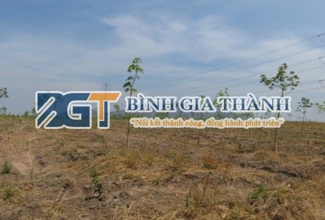 TRỒNG CAO SU THEO QUY HOẠCH VÀ KHUYẾN CÁO